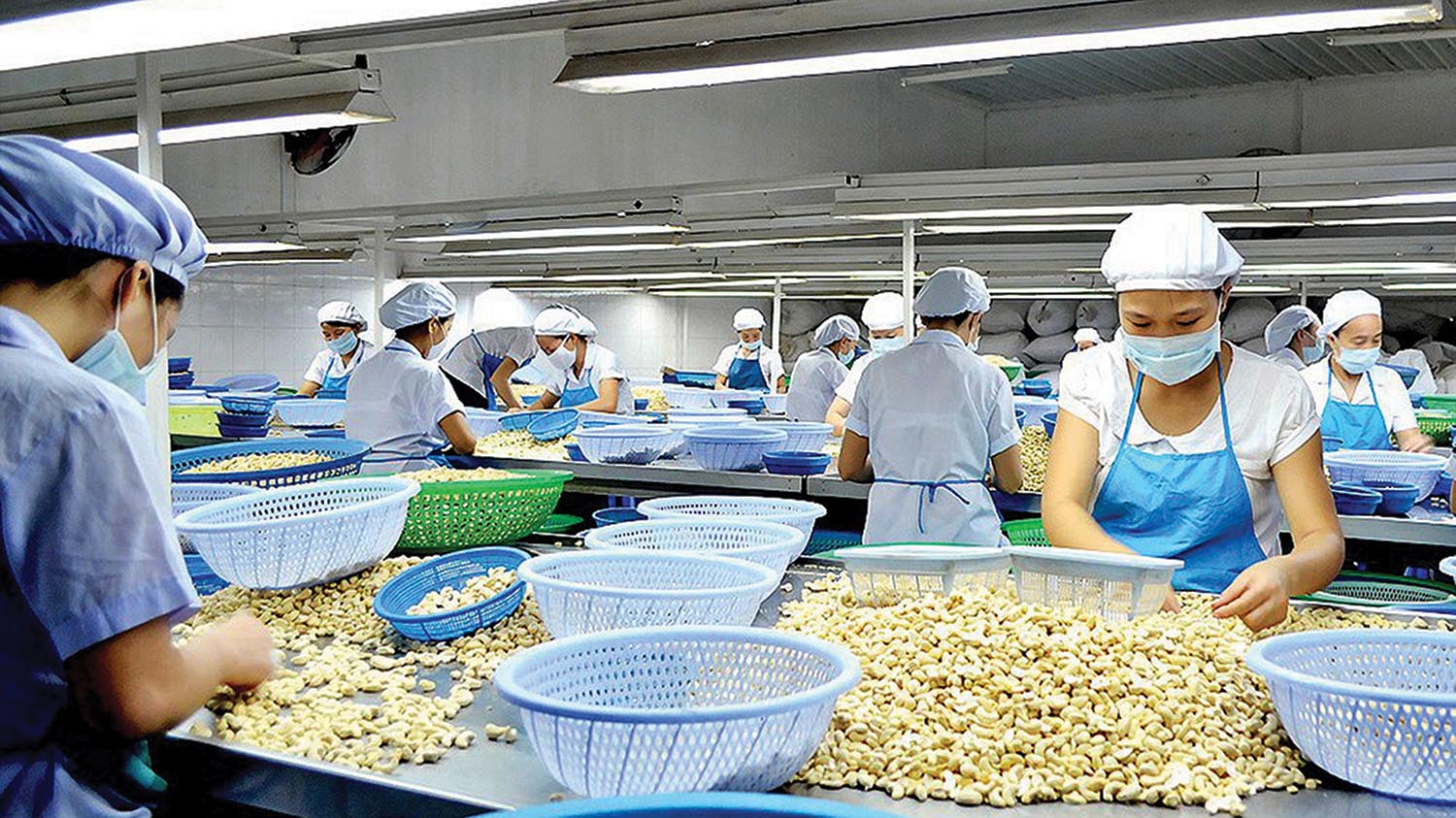 Việt Nam đang là quốc gia xuất khẩu hạt điều hàng đầu thế giới, nên ngành điều có thể là đích nhắm của tổ chức tội phạm quốc tế