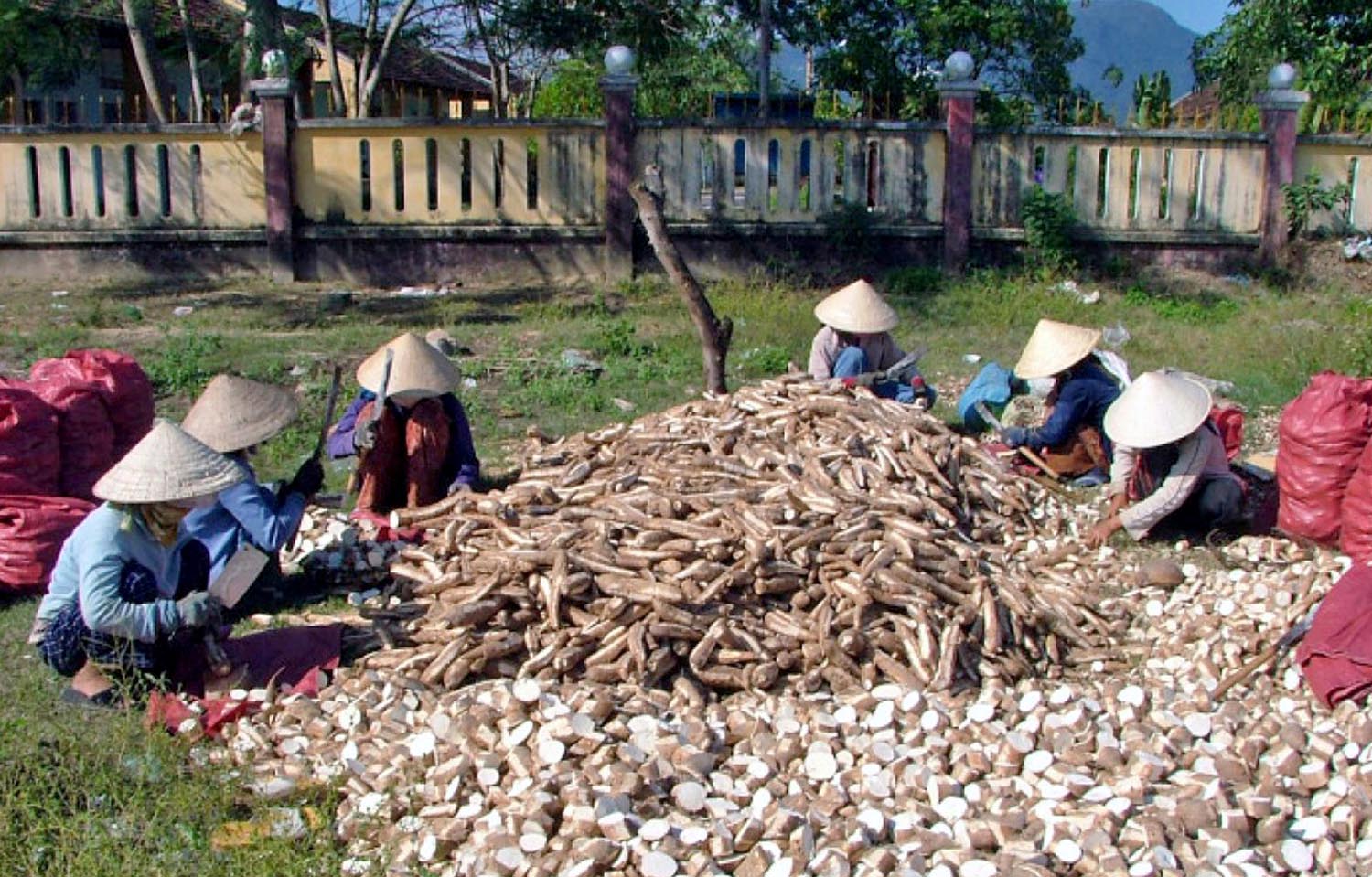 Hiệp hội Sắn Việt Nam cho rằng, nếu không được hoàn thuế và bị truy thu thuế GTGT thì ngành sắn sẽ đổ vỡ Domino
