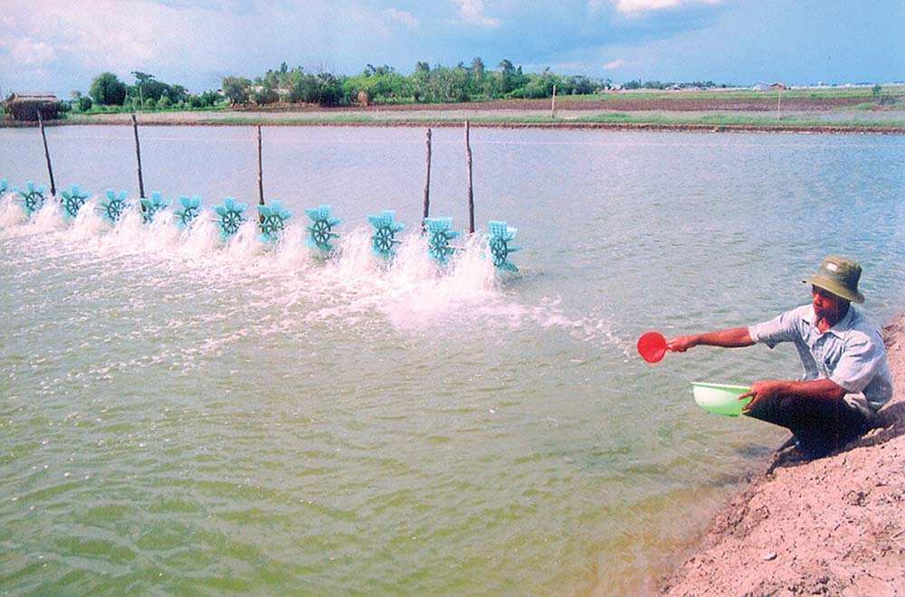 Ngành nuôi trồng, chế biến thủy sản xuất khẩu của Cà Mau đang phục hồi và tăng trưởng mạnh