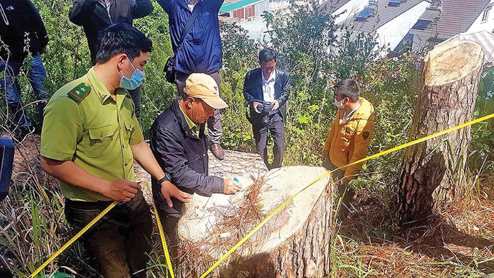 Rừng thông ba lá ở Lâm Đồng liên tục bị triệt hạ, nhưng ít vụ việc được phát hiện sớm để ngăn chặn ngay từ đầu