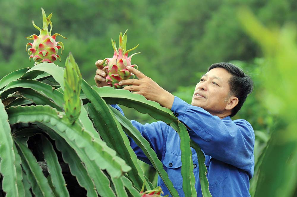 Nâng cao chất lượng, đặc biệt với hàng nông sản là yêu cầu bắt buộc để thâm nhập thị trường Trung Quốc