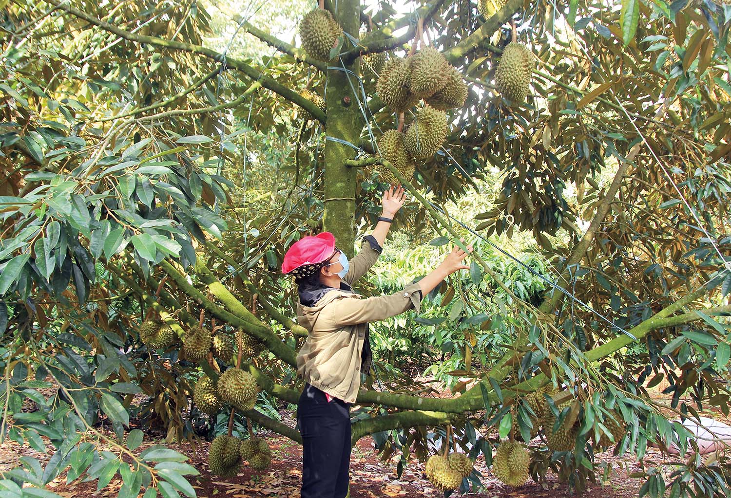 Cây giống sầu riêng thuần chủng DONA là một trong những sản phẩm nông nghiệp được Công ty cổ phần Phát triển công nghệ sinh học chuyển giao cho nông dân 