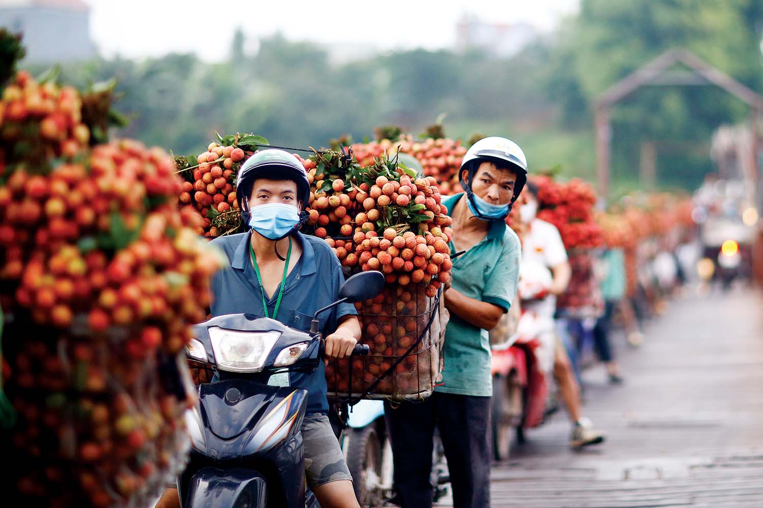 Trái vải năm nay được mùa và đang bước vào chính vụ 	ảnh: đức thanh