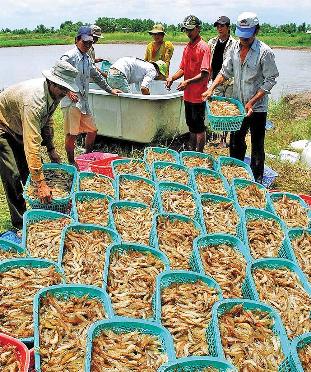 Con tôm gắn liền với đời sống kinh tế của người dân cũng như quá trình phát triển của tỉnh Cà Mau