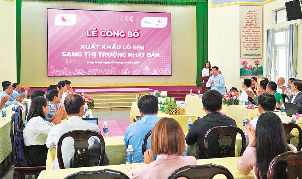 Việc xuất khẩu lô sen tươi sang Nhật Bản đánh dấu bước tiến cho sự phát triển của ngành hàng sen Đồng Tháp