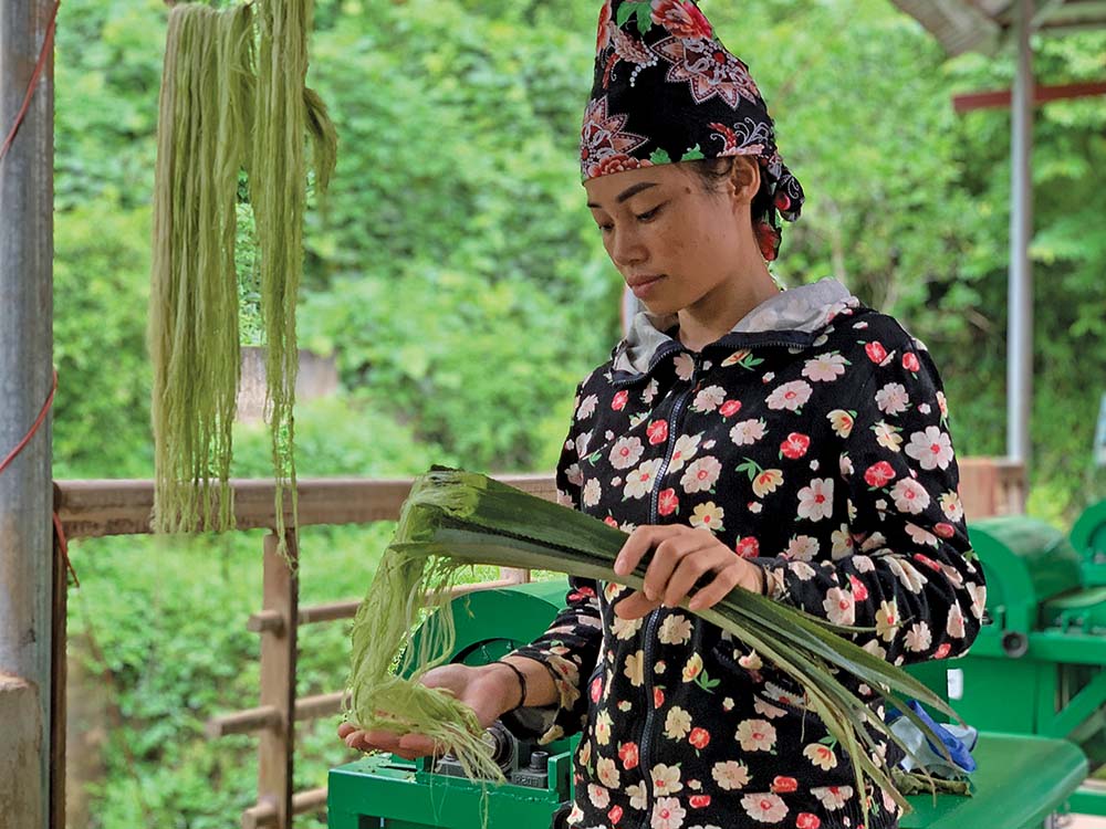 Nông dân thu hoạch lá dứa