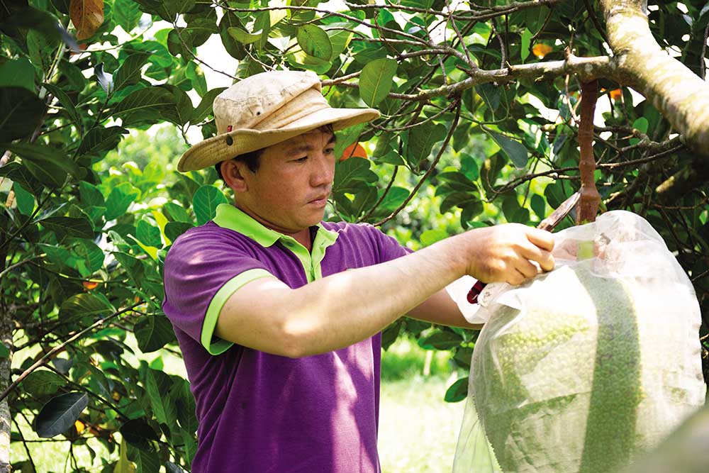 Kiểm soát vùng trồng, từ mẫu đất, mẫu nước đến trái cây thành phẩm là yêu cầu bắt buộc để nông sản có  thể chinh phục được các thị trường khó tính (Ảnh: H. Sương)