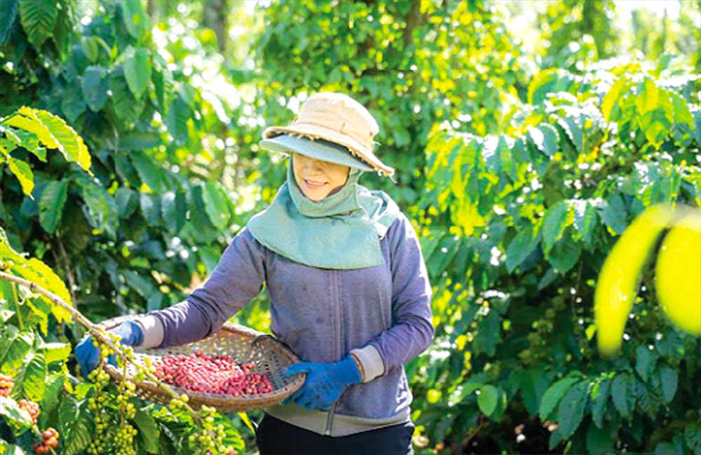 Chương trình NESCAFÉ Plan tại Việt Nam đã mang đến những tác động tích cực đến sự  phát triển bền vững của ngành cà phê