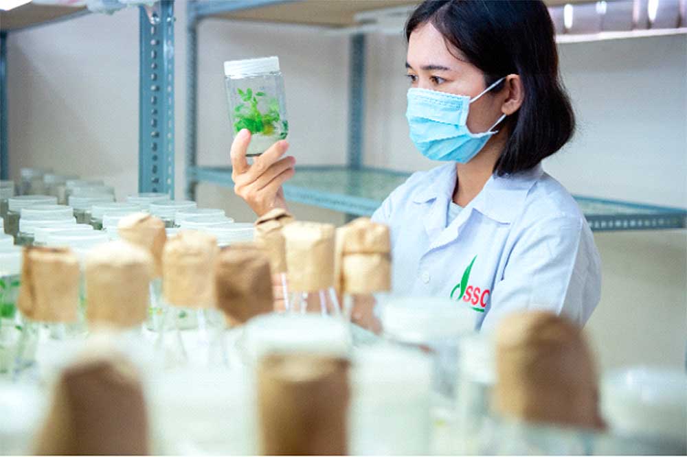 Vinaseed đẩy mạnh R&D (nghiên cứu và phát triển) để củng cố vị thế dẫn đầu trong ngành giống cây trồng