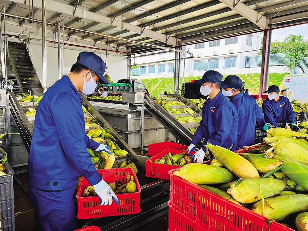 Dây chuyền chế biến nông sản tại Nhà máy Doveco Sơn La  