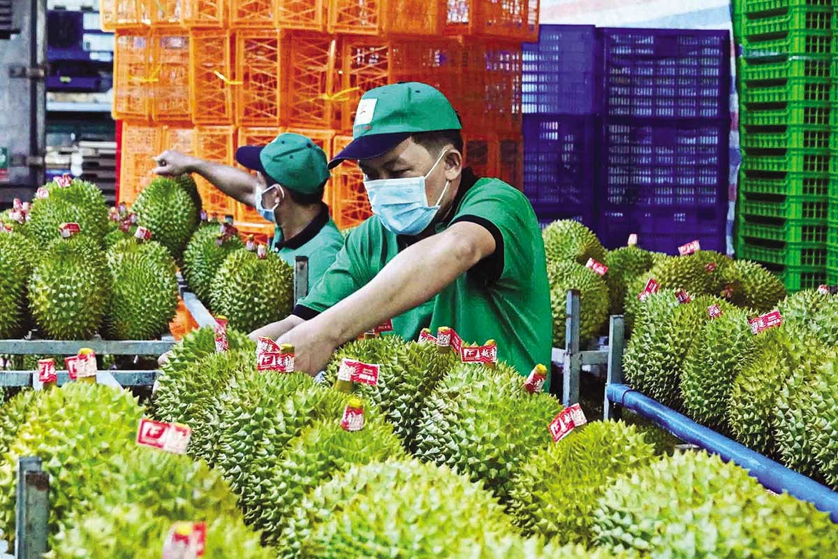 Xuất khẩu sầu riêng đang đứng trước áp lực cạnh tranh gay gắt