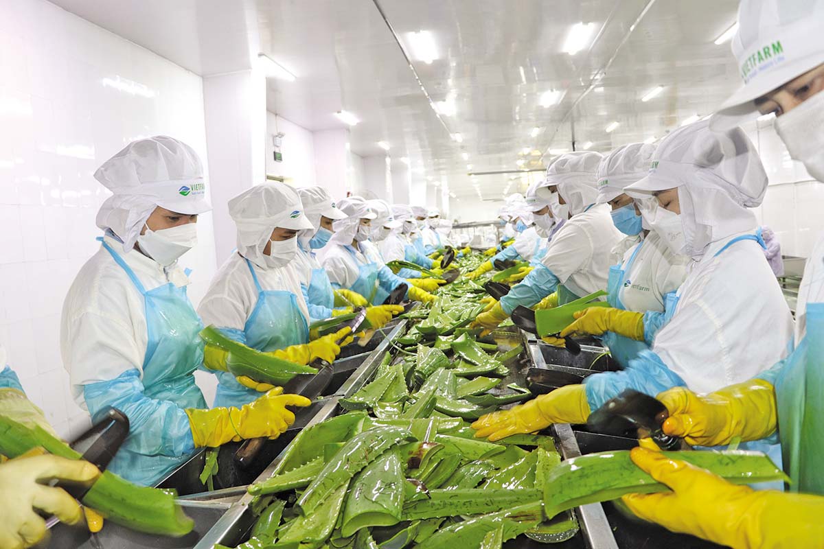 GC Food ưu tiên củng cố hai sản phẩm chủ lực là thạch dừa và nha đam