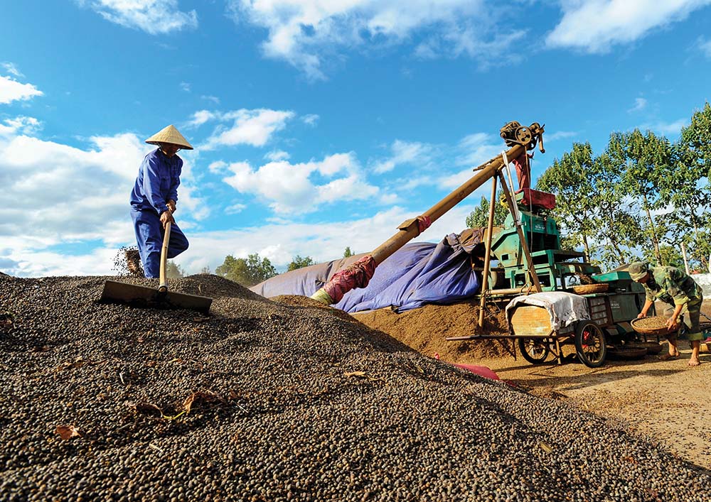 Cà phê, hạt điều, hạt tiêu đều ghi nhận sự tăng giá xuất khẩu cao so với cùng kỳ năm 2024 (Ảnh: Đ.T)