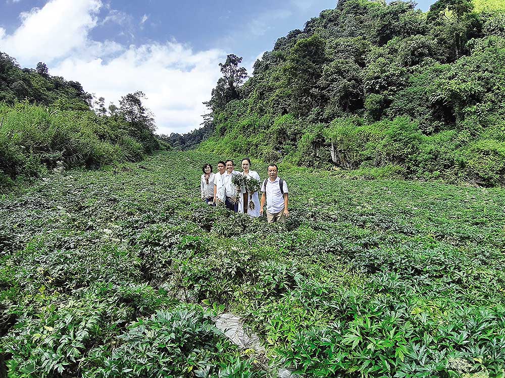 “Cây vàng” đã hồi sinh rừng núi Bắc Hà