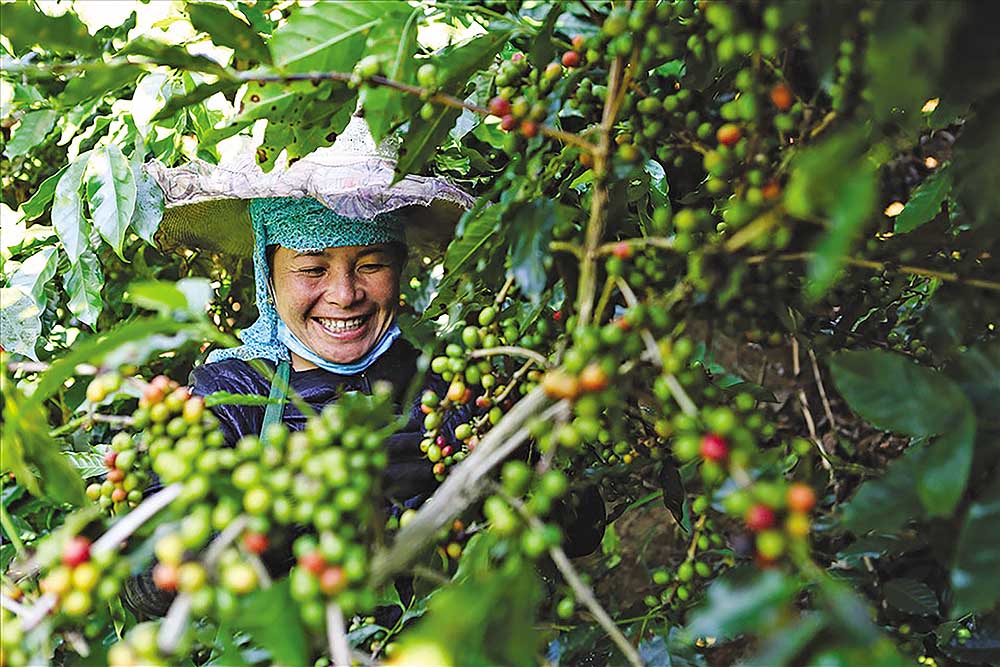 Sơn La đã tập trung đầu tư đưa hạt cà phê Arabica thành “vàng nâu” của núi rừng