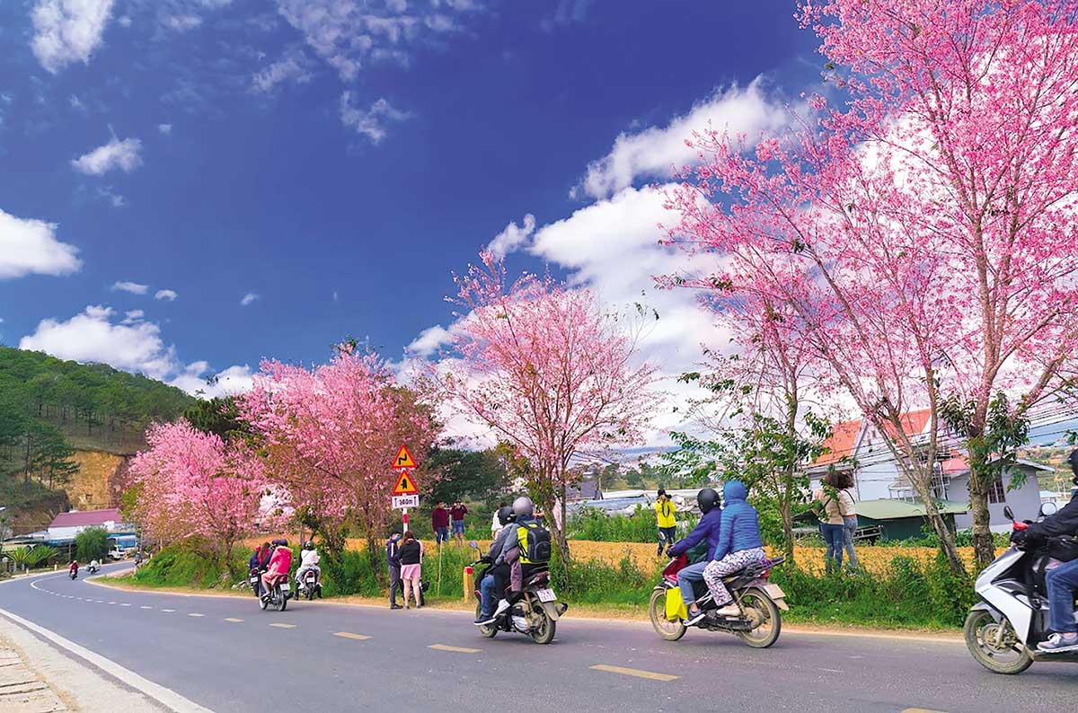  Tết Nguy&ecirc;n đ&aacute;n l&agrave; thời điểm Đ&agrave; Lạt bước v&agrave;o m&ugrave;a hoa anh đ&agrave;o rực rỡ  