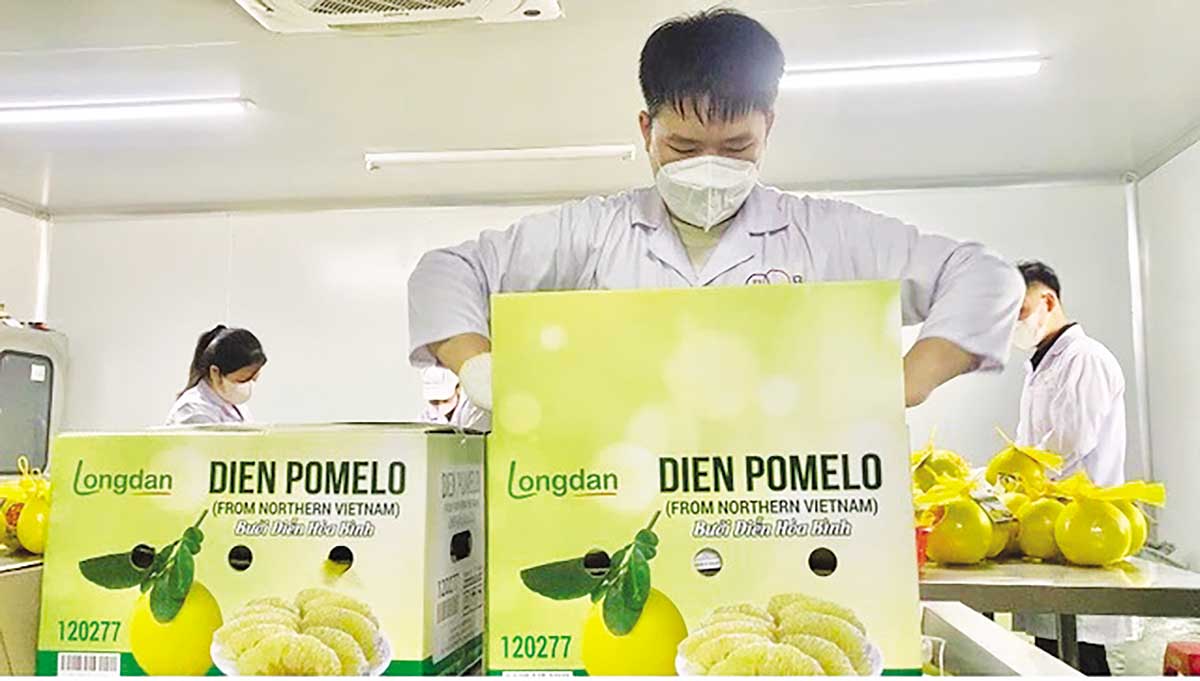 D&acirc;y chuyền xử l&yacute; bưởi được VIAEP nghi&ecirc;n cứu, thiết kế với nhiều c&ocirc;ng đoạn thực hiện thủ c&ocirc;ng 