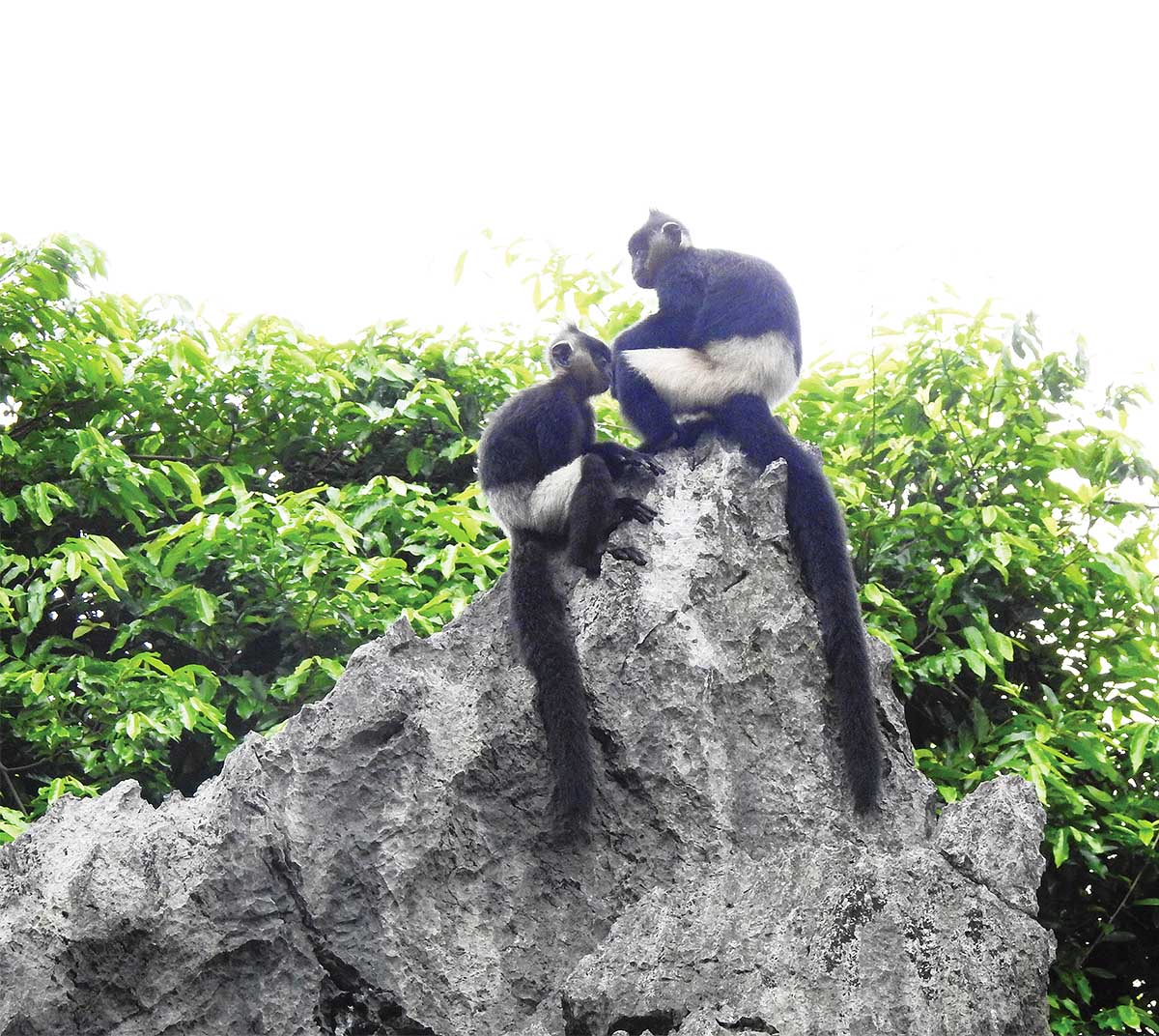 Voọc mông trắng đang được bảo về ở Quần thể Vân Long- Tam Chúc