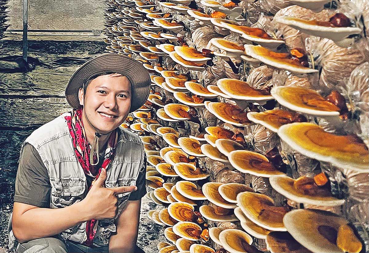 Nhờ t&iacute;nh ti&ecirc;n phong v&agrave; khả thi, năm 2023, Dự &aacute;n sản xuất, chế biến v&agrave; thương mại nấm ăn, nấm dược liệu dưới m&aacute;i pin năng lượng mặt trời của CTCP Thực phẩm xanh Th&agrave;nh Đồng đ&atilde; gi&agrave;nh giải Ba tại Cuộc thi Dự &aacute;n khởi nghiệp xanh lần thứ 9 do Trung t&acirc;m Nghi&ecirc;n cứu kinh doanh v&agrave; Hỗ trợ doanh nghiệp (BSA) tổ chức. Cuối năm 2025, tại Chương tr&igrave;nh Ph&aacute;t triển Dự &aacute;n khởi nghiệp quốc gia 2025, m&ocirc; h&igrave;nh tiếp tục được trao giải Ba. C&aacute;c sản phẩm nấm đều đạt Ti&ecirc;u chuẩn ISO 22000:2018, VietGAP; trong đ&oacute; c&oacute; 2 sản phẩm đạt OCOP 4 sao, 3 sản phẩm đạt OCOP 3 sao. Đặc biệt, sản phẩm nấm linh chi Th&agrave;nh Đồng cũng đạt danh hiệu Sản phẩm c&ocirc;ng nghiệp n&ocirc;ng th&ocirc;n ti&ecirc;u biểu cấp quốc gia năm 2025, g&oacute;p phần khẳng định vị thế của một m&ocirc; h&igrave;nh n&ocirc;ng nghiệp hiện đại, tuần ho&agrave;n, ph&ugrave; hợp với định hướng ph&aacute;t triển bền vững của ng&agrave;nh n&ocirc;ng nghiệp trong giai đoạn mới.