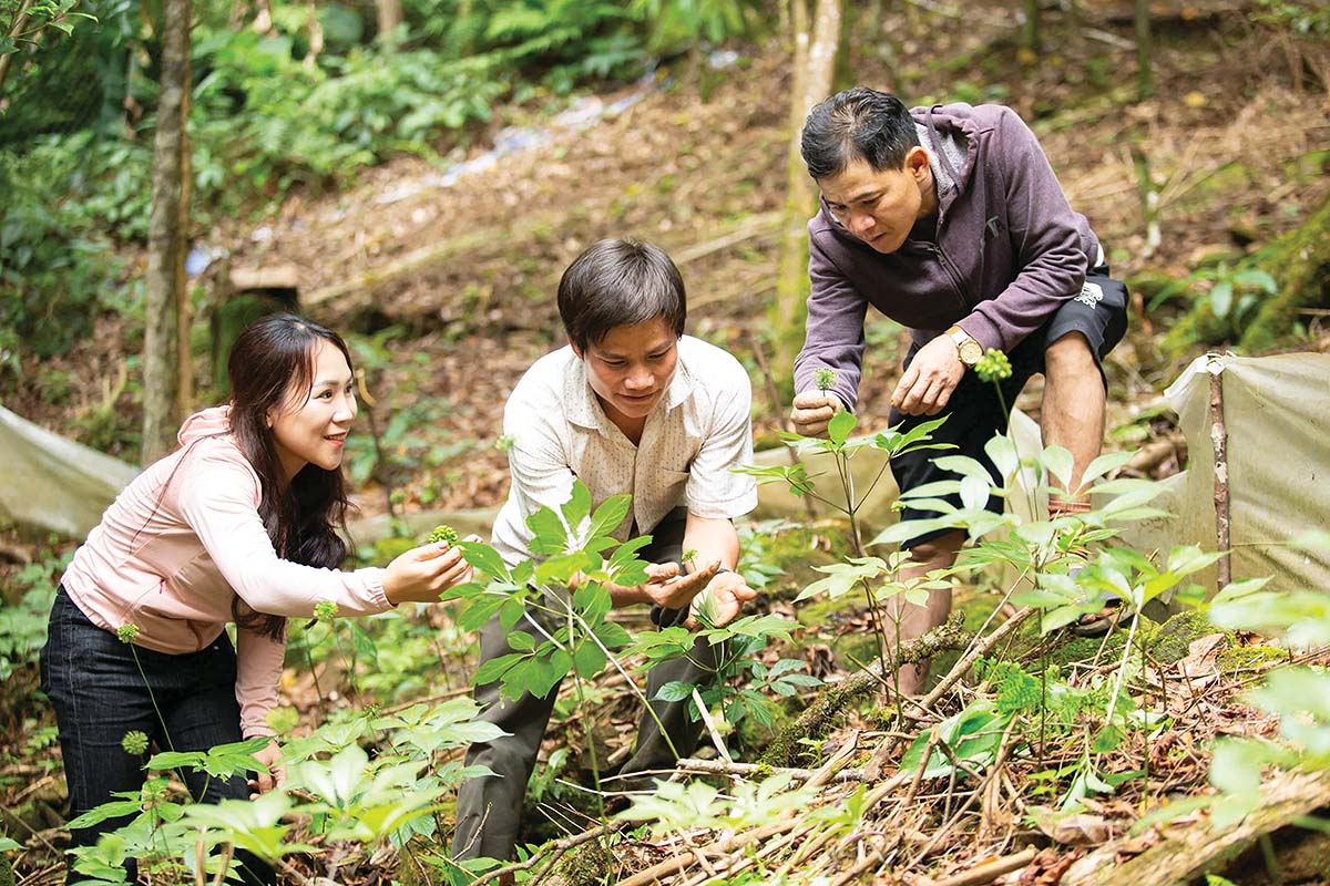 TP. Đ&agrave; Nẵng đang mở rộng ươm trồng s&acirc;m giống Ngọc Linh để ph&aacute;t triển ng&agrave;nh c&ocirc;ng nghiệp dược liệu
