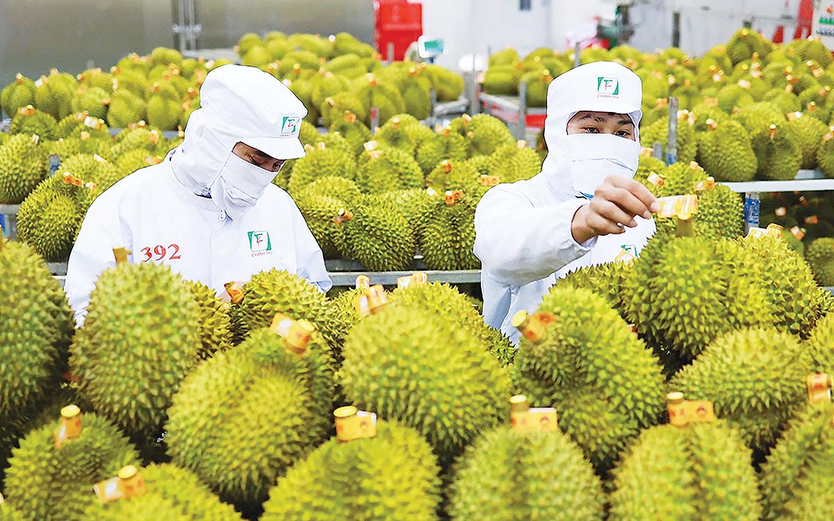 Xuất khẩu nông sản khởi sắc, nhưng doanh nghiệp vẫn đang căng mình vượt qua các rào cản kỹ thuật và thương mại quốc tế (Ảnh: P.V)