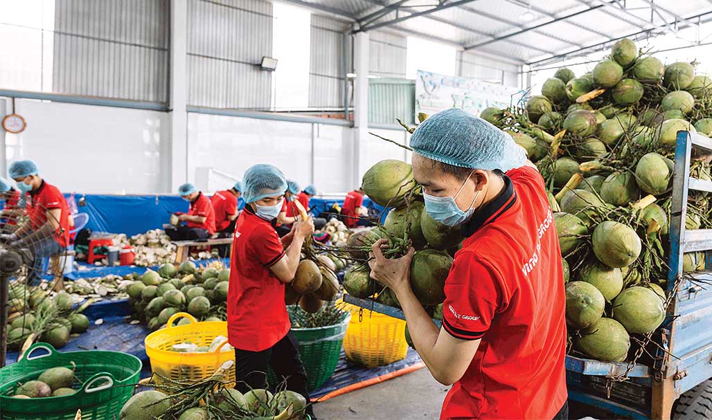 Công tác quản lý mã số vùng trồng và cơ sở đóng gói đang đối mặt với nhiều thách thứcảnh: p.v