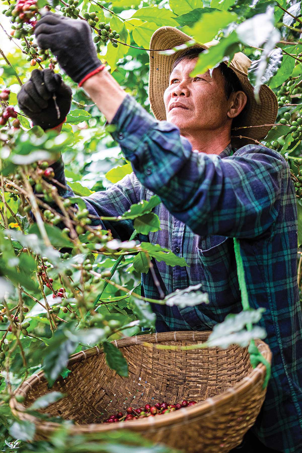 Nông dân thu hoạch cà phê tại Tây Nguyên - nơi doanh nghiệp cùng người dân triển khai mô hình canh tác đạt chuẩn ESG