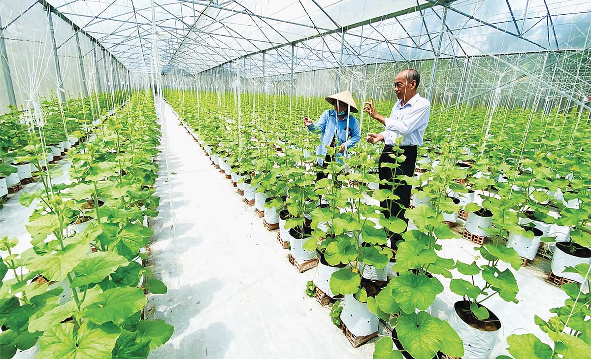 Tầm nh&igrave;n ph&aacute;t triển d&agrave;i hạn l&agrave; nền tảng để doanh nghiệp mạnh dạn đầu tư, n&acirc;ng cao gi&aacute; trị n&ocirc;ng sản v&agrave; sức cạnh tranh tr&ecirc;n thị trường to&agrave;n cầu (Ảnh: P.V)