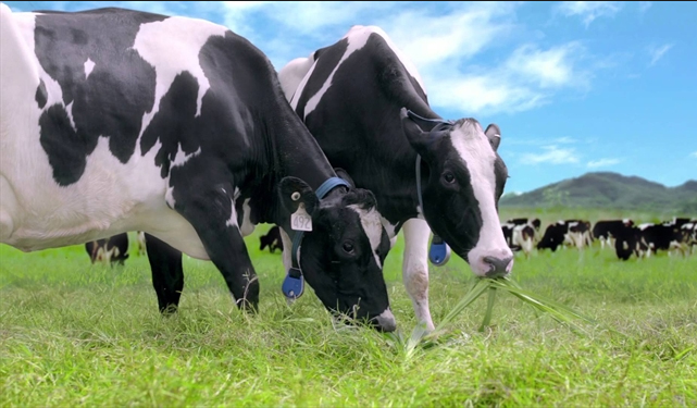 GTN Foods dự kiến sẽ tiếp tục gia tăng mạnh số lượng đàn bò trong thời gian tới
