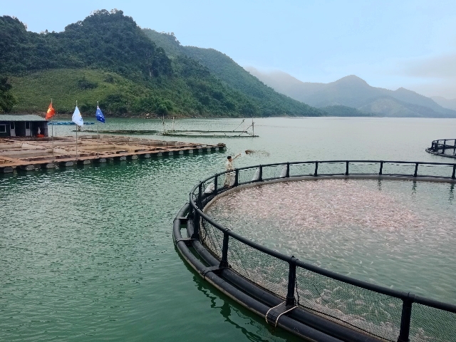 Trung tâm nuôi trồng thủy sản này có khả năng cung cấp 10.000 tấn cá rô phi, điêu hồng mỗi năm