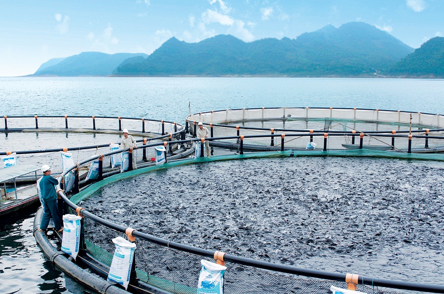 Trung tâm nuôi trồng thủy sản Mavin Hòa Bình sử dụng công nghệ nuôi lồng tròn Na Uy