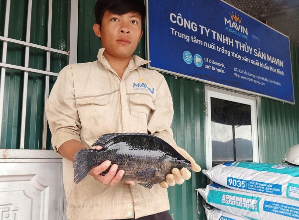 Làm giàu từ mô hình nuôi cá rô phi đơn tính theo tiêu chuẩn VietGap  Kỹ  thuật nuôi trồng