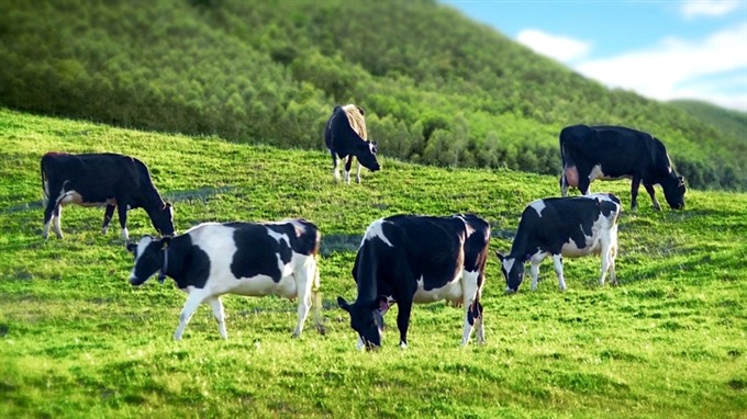 GTN Foods đang có kế hoạch gia tăng quy mô đàn bò tại nông trường Mộc Châu