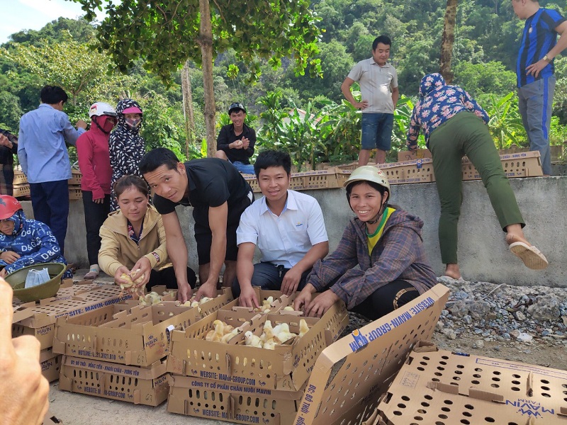 75 hộ dân thuộc 5 xã và thị trấn Yên Cát đã được nhận gà giống kèm thức ăn chăn nuôi