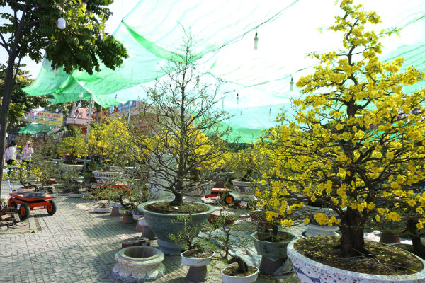 Bà Thúy, chủ vườn Mai lớn nhất đường Phạm Văn Đồng cho biết năm nay bà cho ra hai loại Mai. Một loại nở sớm để cho các doanh nghiệp thuê, loại còn lại mở muộn hơn để bán.