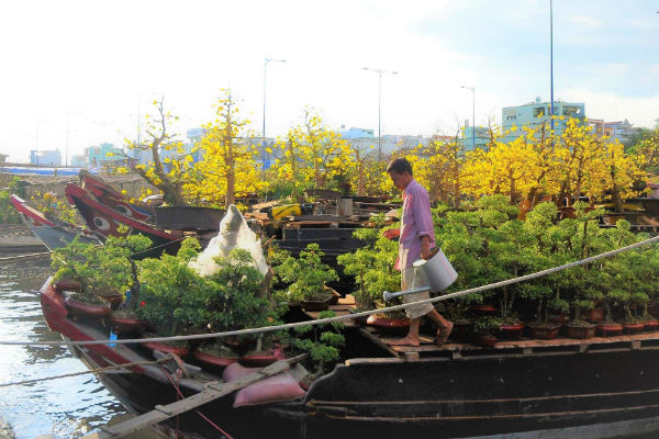 Chợ hoa trên sông Bến Bình Đông cũng bắt đầu vàng rực những ghe chở hoa từ các tỉnh Miền Tây về Sài Gòn bán.