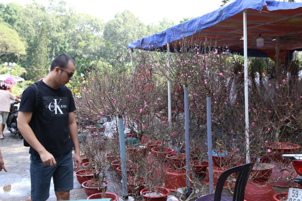 Năm nay Đào từ các tỉnh miền bắc như Hưng Yên, Thái Bình cũng chuyển vào TP.HCM bán nhiều hơn năm trước. Đặc biệt giá Đào năm nay cao hơn năm trước bởi cây đẹp, bông và nụ nhiều hơn. 