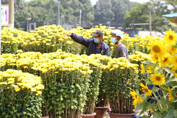 Hoa Cúc vẫn là lựa chọn mua nhiều nhất của người dân Sài Gòn bởi người dân nơi đây quan niệm màu vàng của cúc là màu may mắn. Chậu cúc càng to thì may mắn trong năm mới càng nhều.