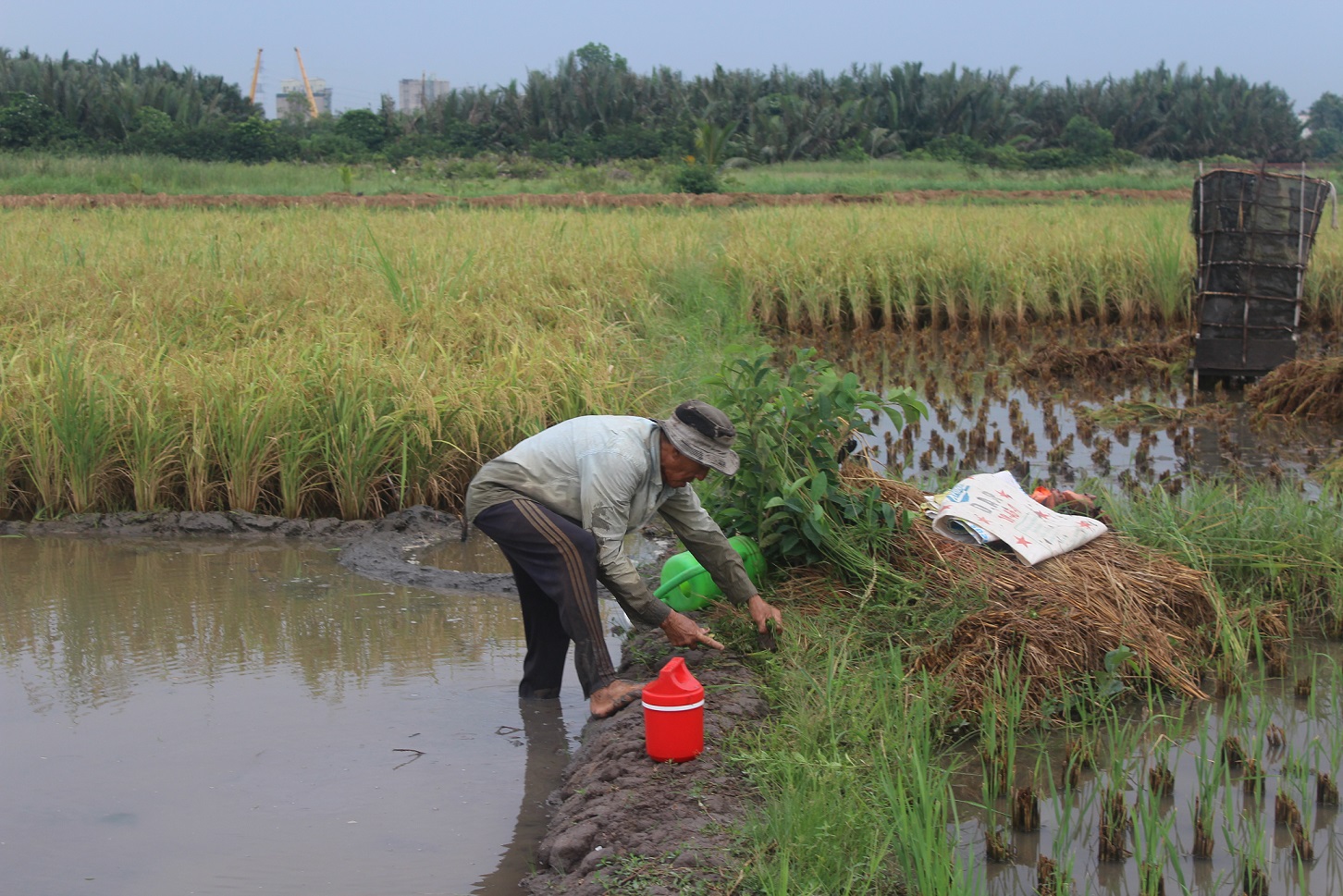Với địa thế là bán đảo, bao quanh bởi Sông Sài Gòn nên đất nơi đây màu mỡ. Để không lãng phí đất, người dân nơi đây trồng lúa để sinh sống. Cũng vì thế mà người dân nơi đây được ví là những người nông dân cuối cùng của TP.HCM.