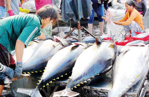 Khai thác chuỗi giá trị cá ngừ đại dương đang được đẩy mạnh tại tỉnh Phú Yên