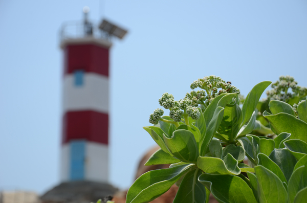 Mặc cho hơi mặn của biển, khắc nghiệt của nắng, dưới ngọn Hải Đăng, những loài cây dại vẫn bung hoa chào tháng 4, chào du khách.