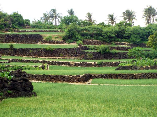 Ruộng bậc thang trồng hành, tỏi trên đảo Bé