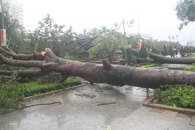 Cây xanh ngã đổ trên đường phố Quy Nhơn (Bình Định)