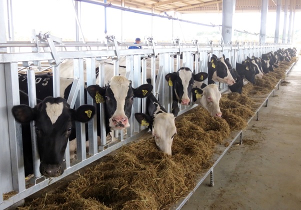 Đợt nhập số lượng 400 bò sữa đầu tiên của TH về trang trại TH tại Phú Yên