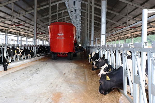 500 bò sữa đã được đưa về trang trại bò sữa cao sản của Vinamik tại Quảng Ngãi