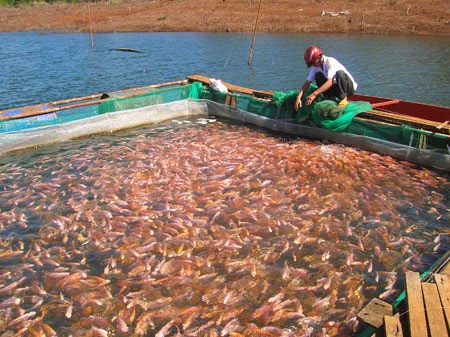 Sài Gòn Food khẳng định, chưa bao giờ sản xuất và xuất khẩu cá diêu hồng cho tất cả các thị trường và Sài Gòn Food cũng không biết nhà nhập khẩu tên Always Fresh Trading Co.,Ltd. 