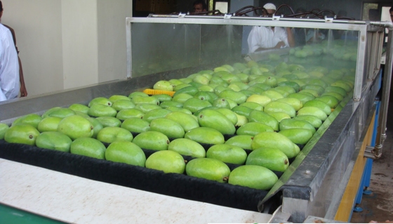 Nhiều loại trái cây tươi của Việt Nam như xoài, chuối, thanh long...đã được xuất khẩu sang các thị trường khó tính như Nhật Bản, Australia... 