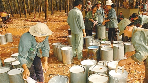 Việc Tập đoàn công nghiệp cao su Việt Nam không đạt được chỉ tiêu về kim ngạch xuất nhập khẩu do doanh nghiệp này có sự điều chỉnh về sản xuất, kinh doanh.