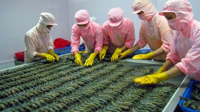 Một số doanh nghiệp xuất khẩu tôm Việt Nam đã bị thiệt hại hàng triệu USD bởi lệnh tạm ngừng nhập khẩu tôm và thịt tôm chưa nấu chín của Australia.