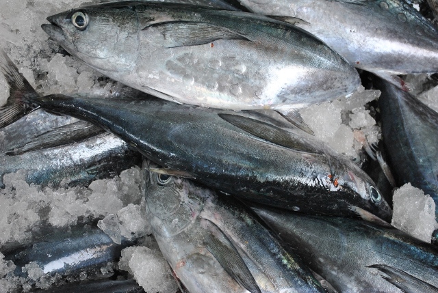 Xuất khẩu cá ngừ sang Nhật Bản liên tục giảm sút vì khó cạnh tranh được với sản phẩm Thái Lan, Philippines, vốn đang được hưởng thuế 0%.